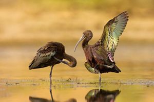 Two adult glossy ibis are standing in a pond.