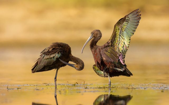 Two adult glossy ibises in a freshwater pond. 