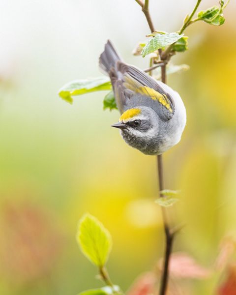 A male golden-winged warbler perched head down on a slender sapling.