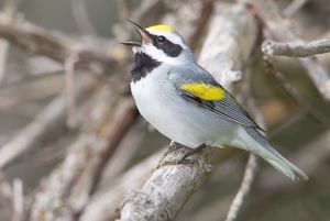 Great Lakes Birds | The Nature Conservancy