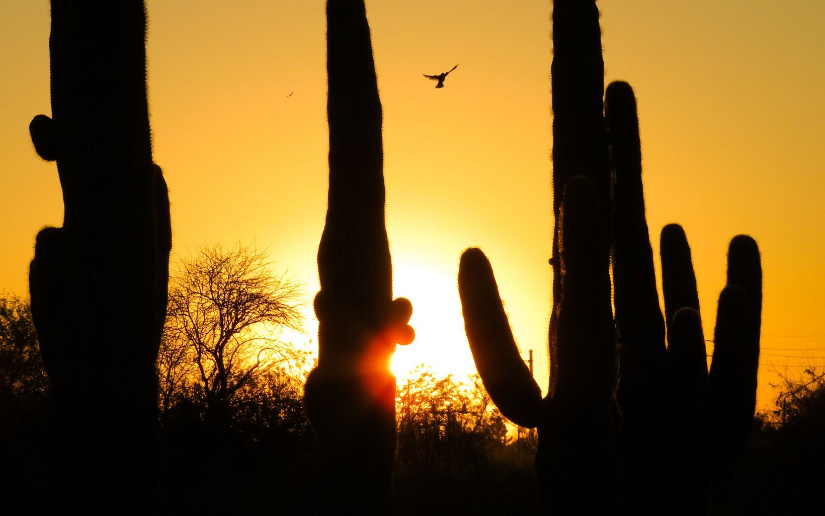 Silhouette of saguaros at sunset with a bird flying overhead.
