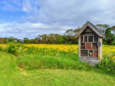 A pollinator hotel sits in a large field, full of yellow goldenrod flowers.