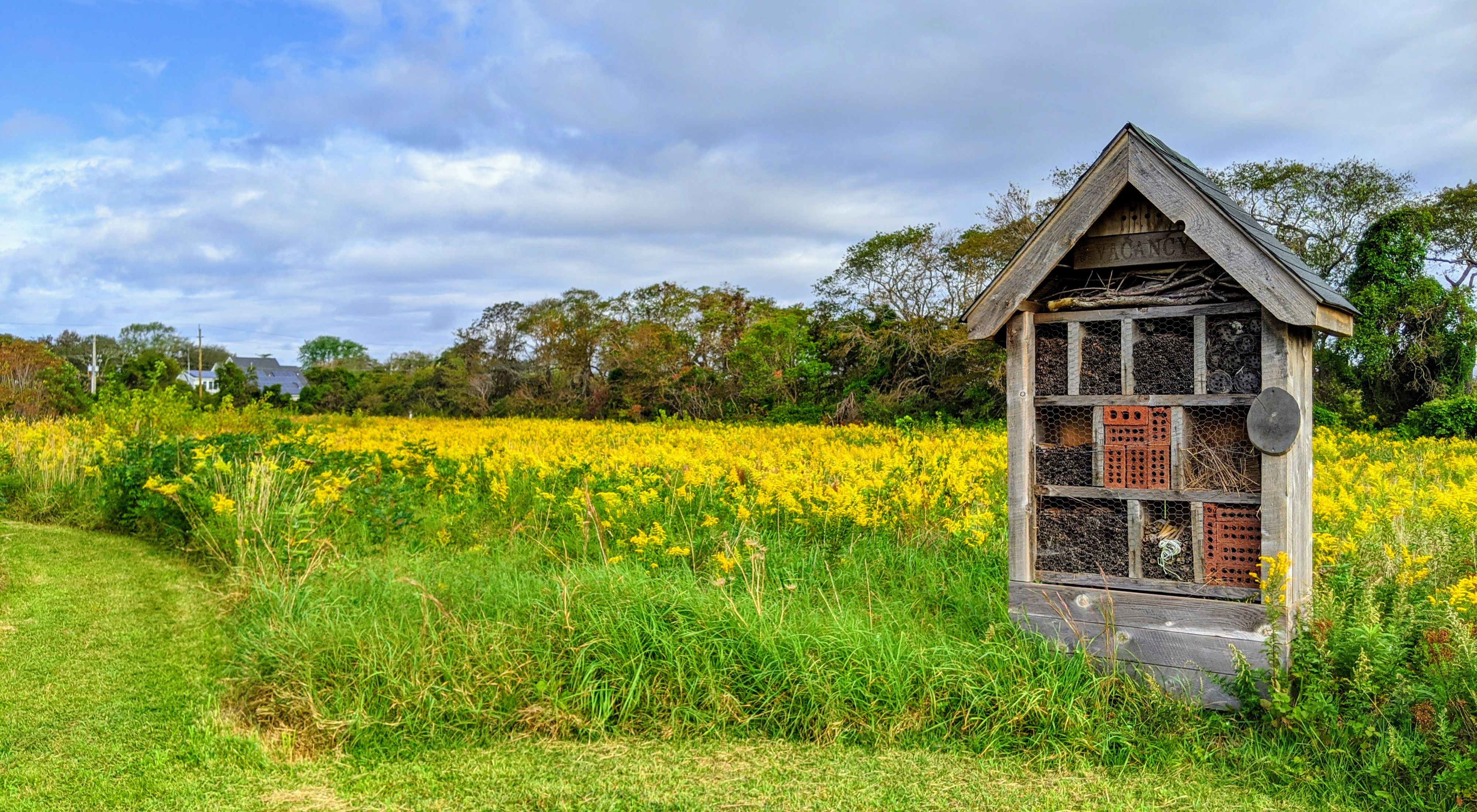 and small shed with beehives sits in front of a field of goldenrod under a blue sky
