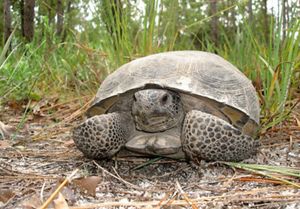 Florida Gopher Tortoise | The Nature Conservancy