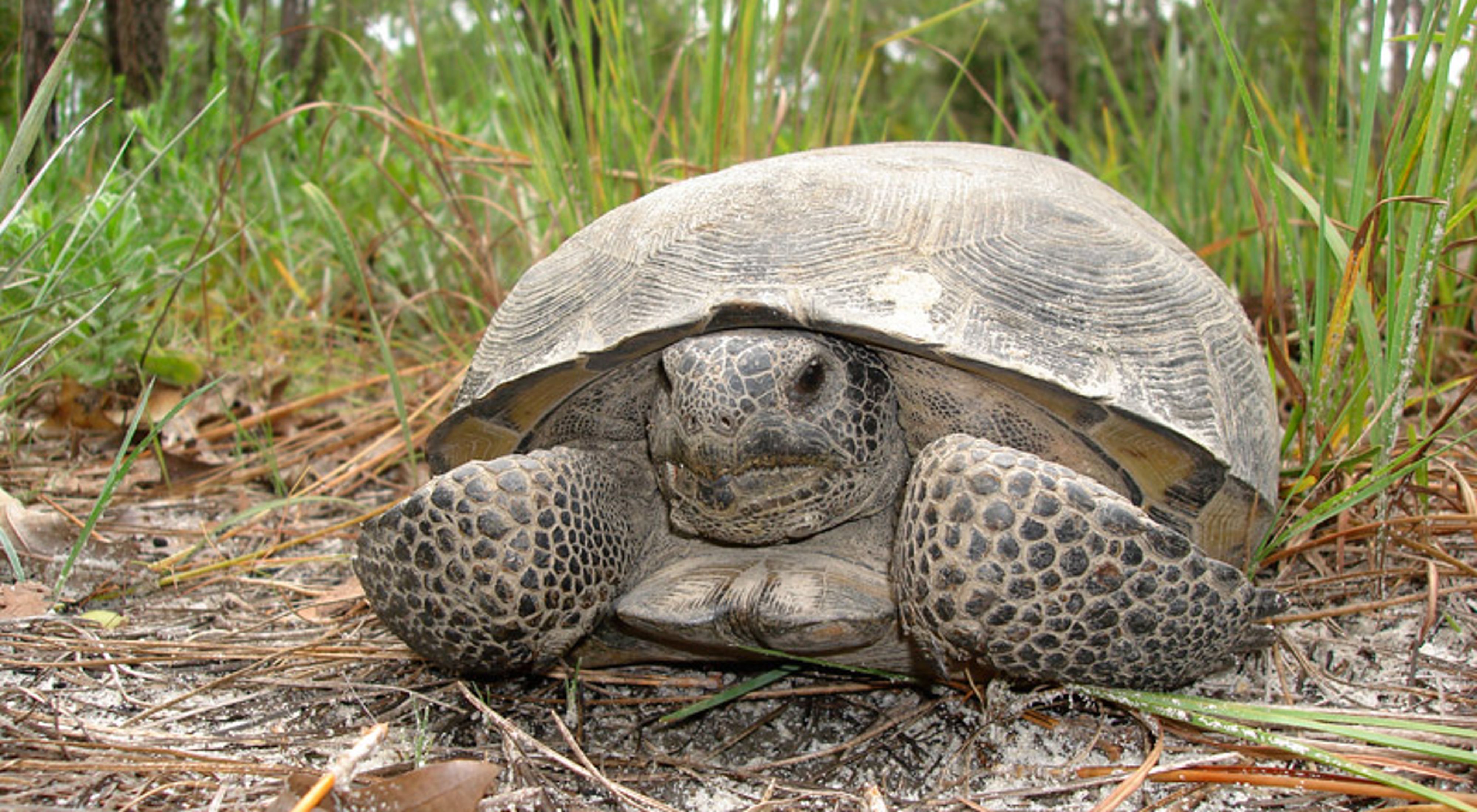 A gopher tortoise sitting on sandy ground surrounded by grass.