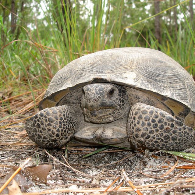 A large gopher tortoise lies on the forest floor and looks toward the camera.