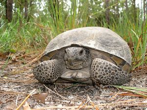 Gopher tortoise.