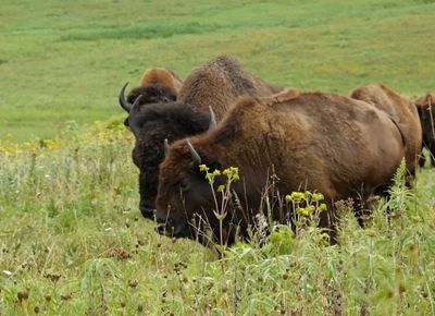 Buffalo standing in field.