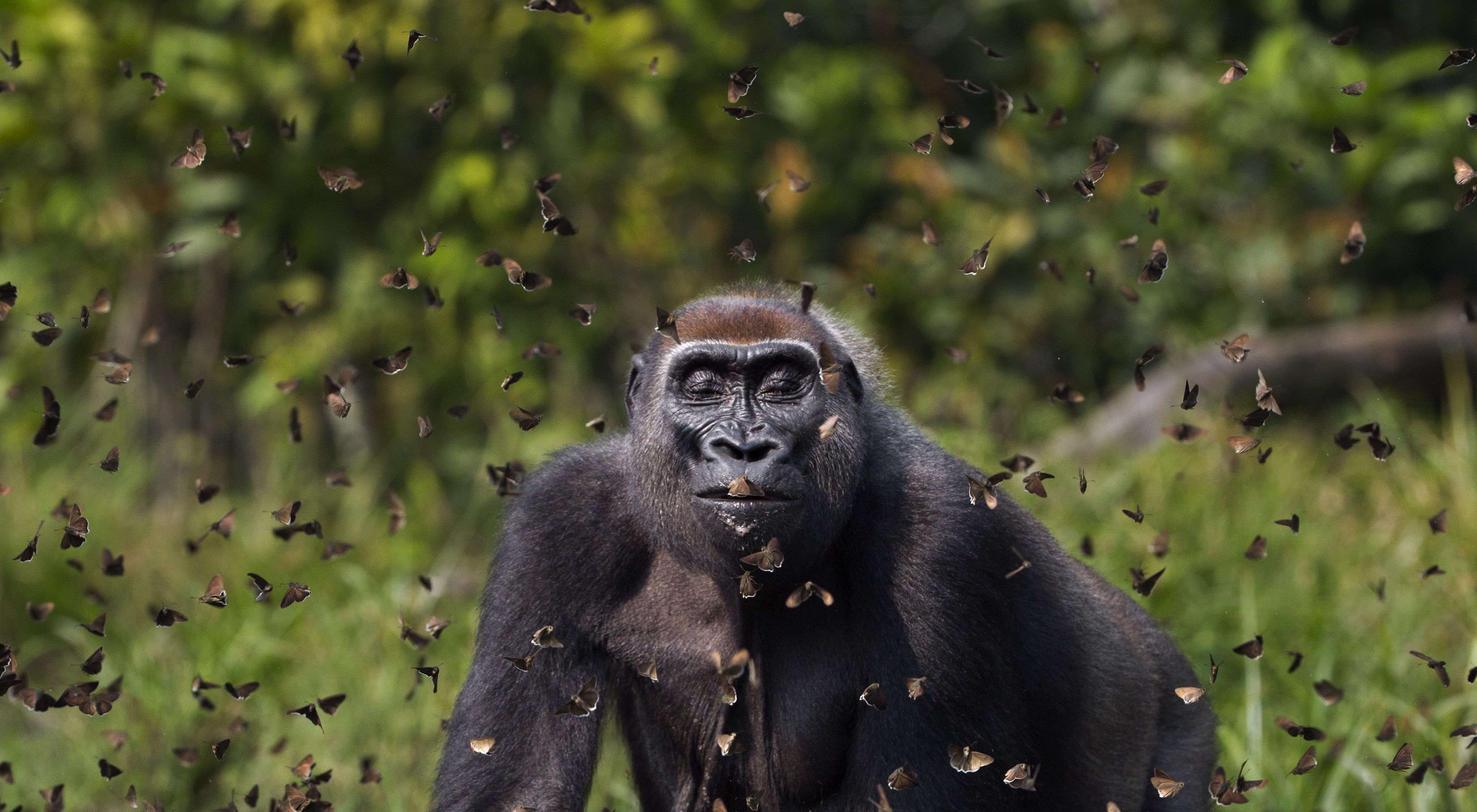 Gorila de llanura occidental camina entre una nube de mariposas
