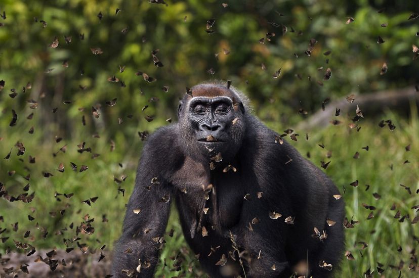 在中非共和國贊加桑加特別森林保護區內的Bai Hokou研究中心，西部低地大猩猩Malui走進了蝴蝶群中。攝於2011年12月。
