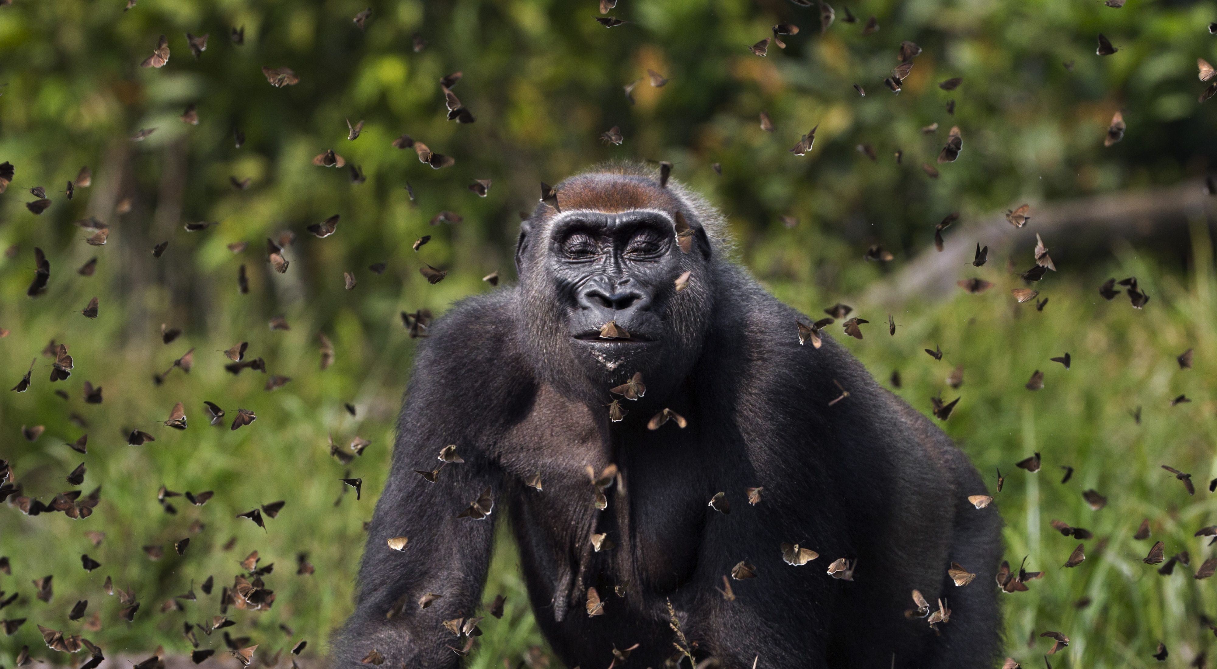 Female gorilla walks through cloud of butterflies in a field.