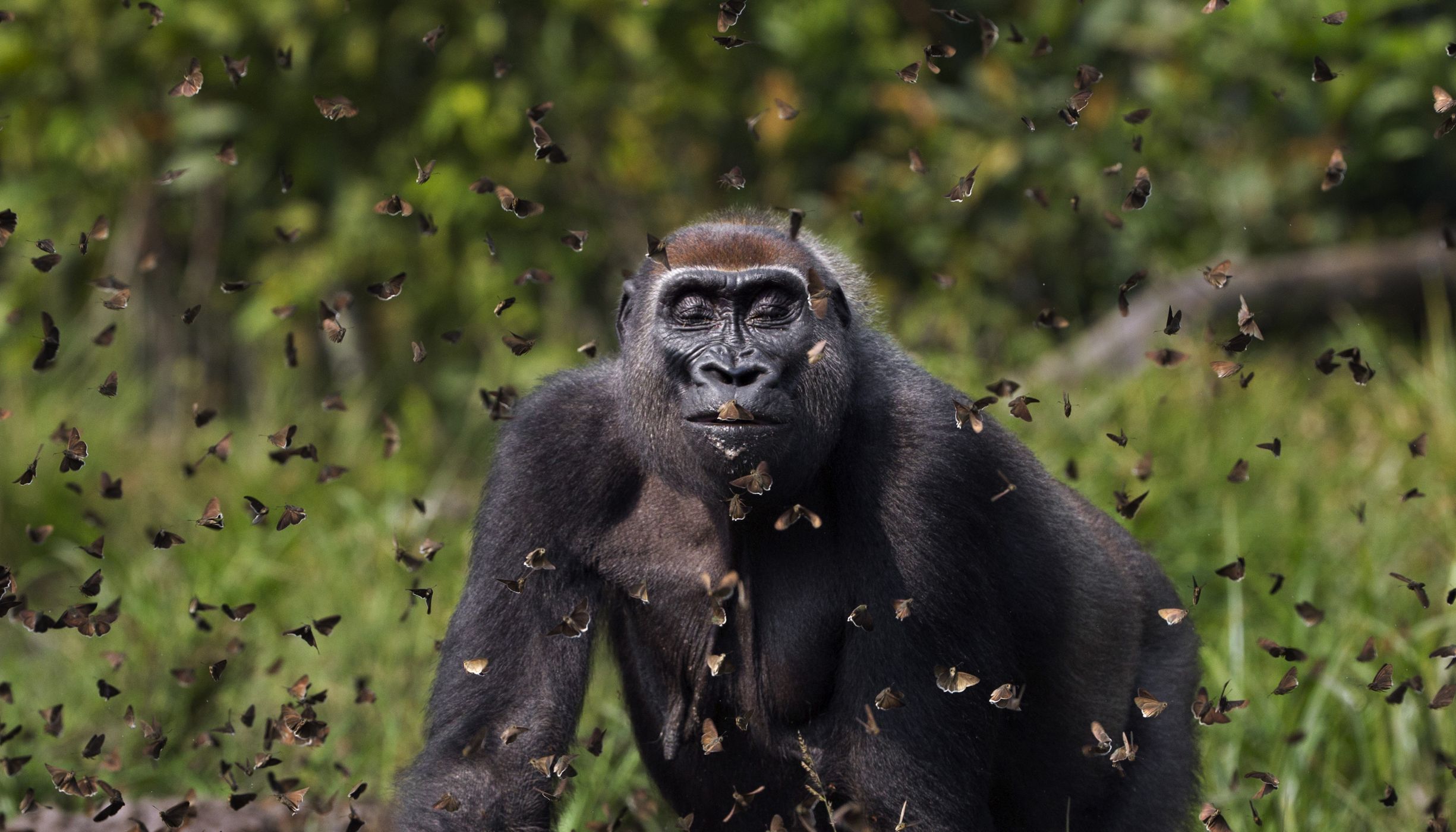 Un gorila con mirada serena caminando entre decenas de mariposas