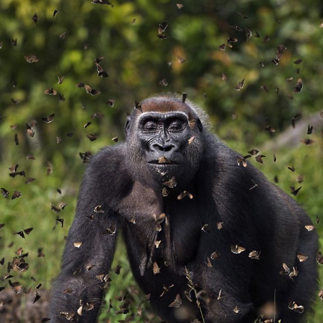 Female gorilla walks through cloud of butterflies in a field.