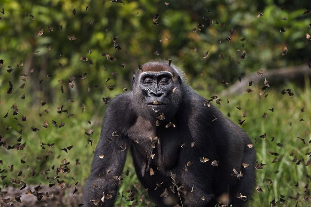 Un gorila mira hacia adelante mientras cientos de insectos vuelan a su alrededor