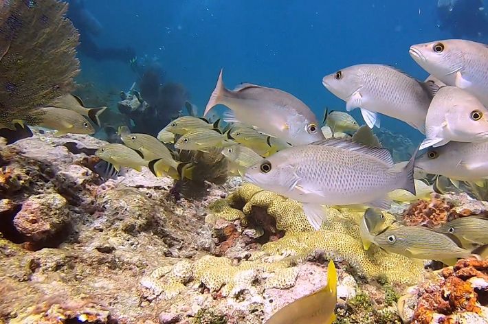 A school of fish swims in clear water.