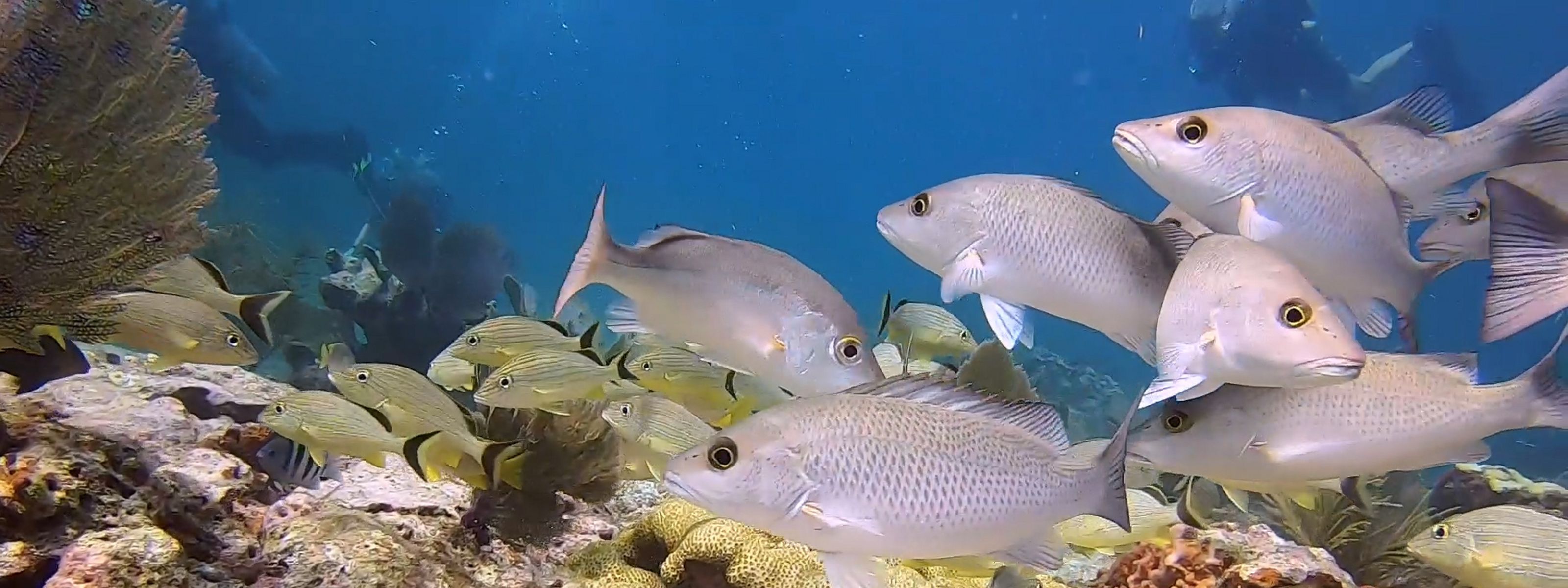Gray snappers and other reef fish swimming in the clear blue waters of the Florida Keys.
