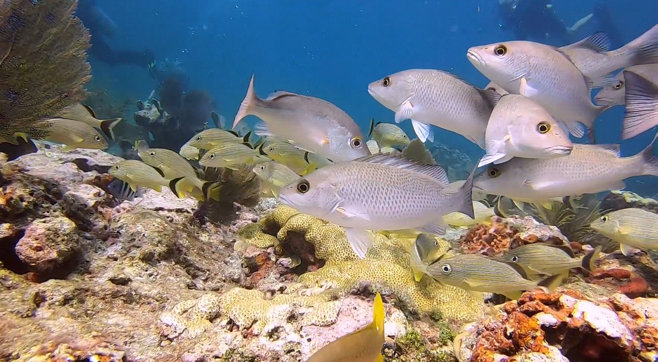 Gray snappers on a coral reef in the Florida Keys.