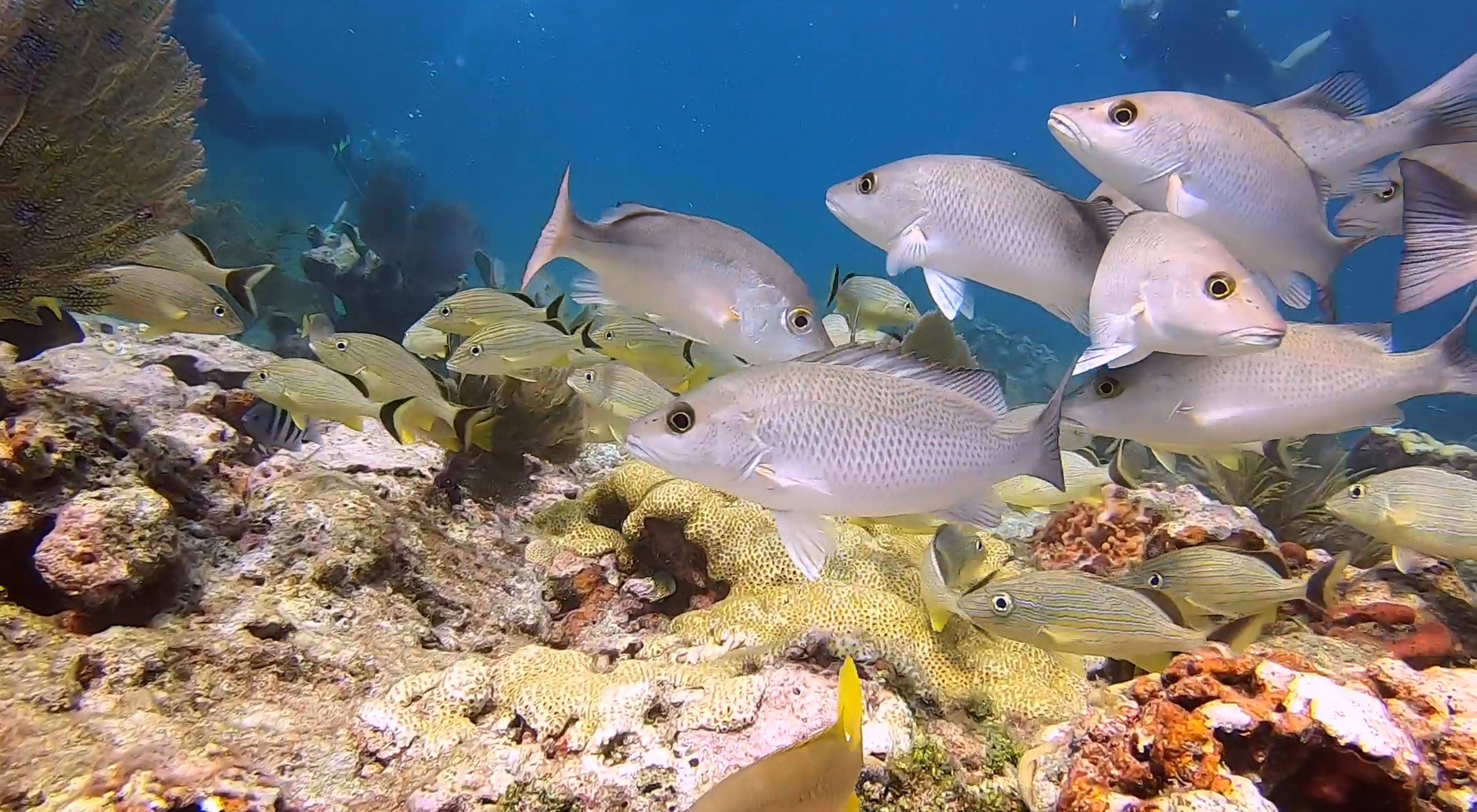 Gray snappers on a coral reef in the Florida Keys. 