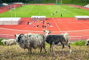 Grazing Sheep at the Wilmersdorf Stadium in Berlin.