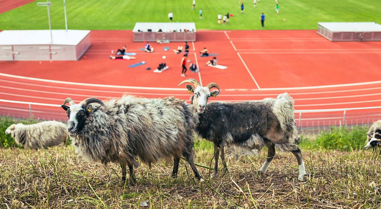 Grazing Sheep at the Wilmersdorf Stadium in Berlin.