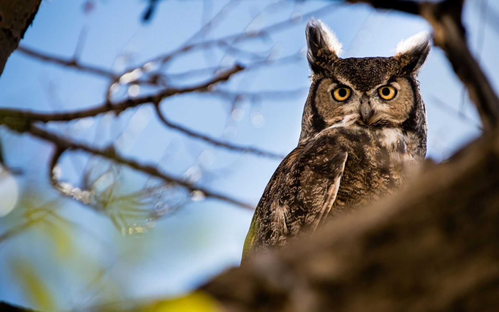  Great horned owls defy winter, beginning their courting in December and usually nesting by February.