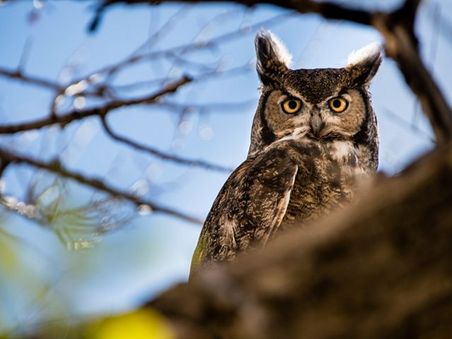 A great horned owl stares down from a tree.