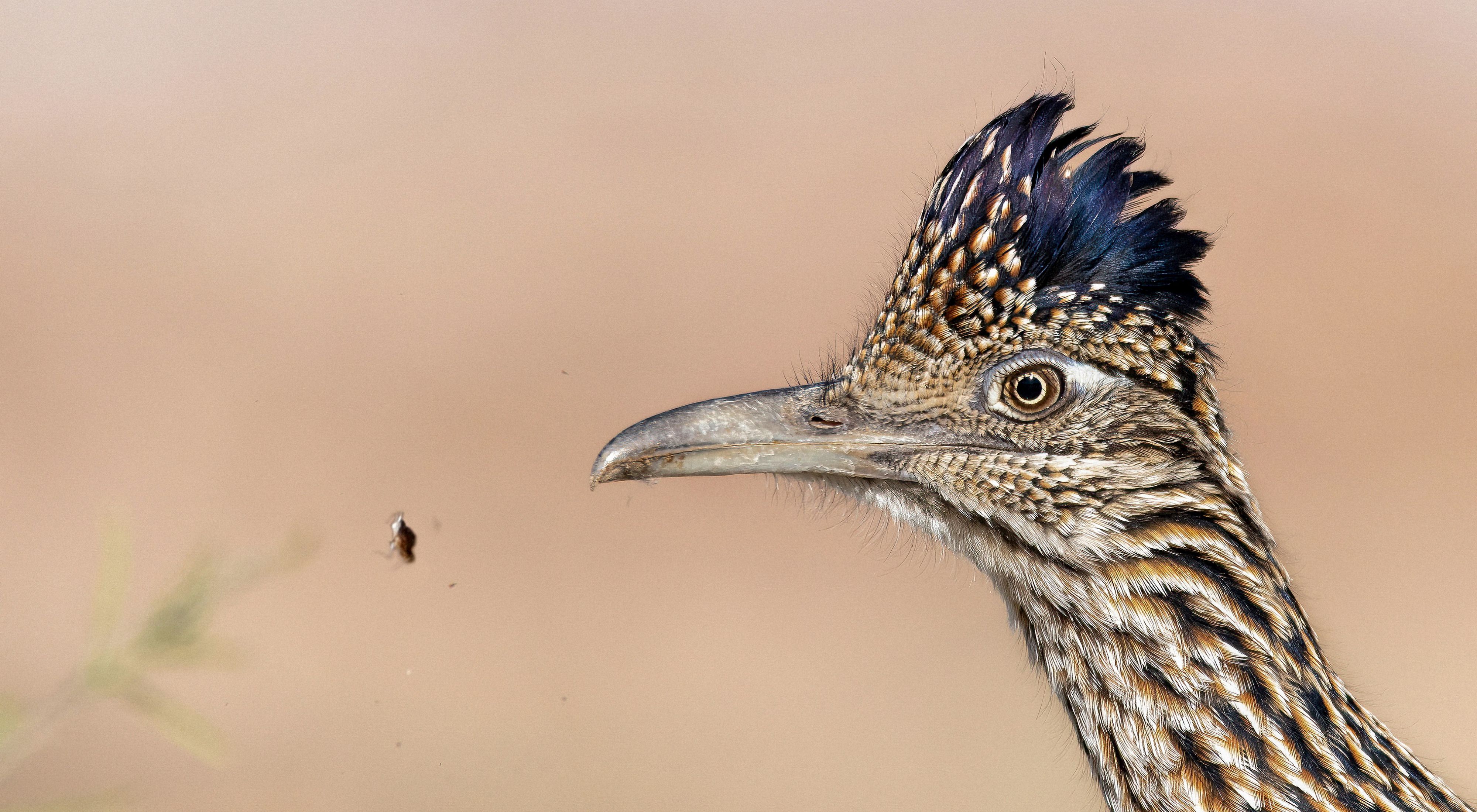 Close-up of a roadrunner with a bug flying in front of his beak. 