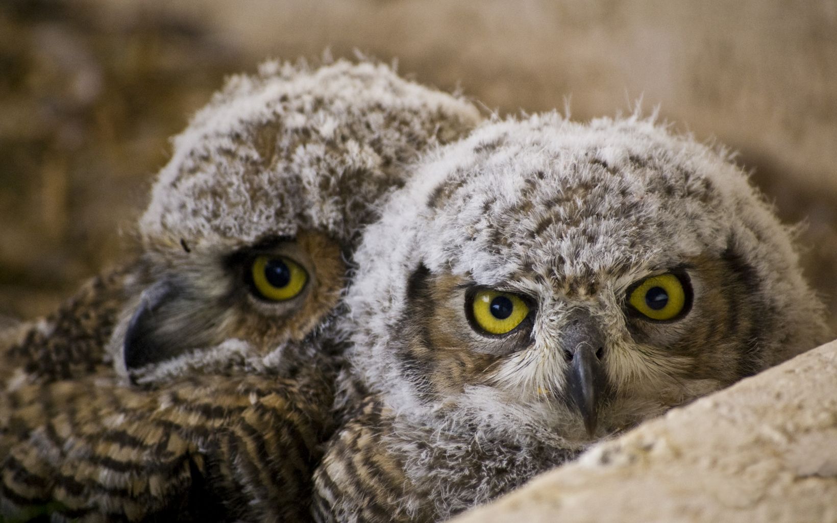 Great horned owl chicks