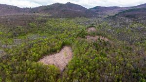 An aerial view of a forest with mountains in the background.