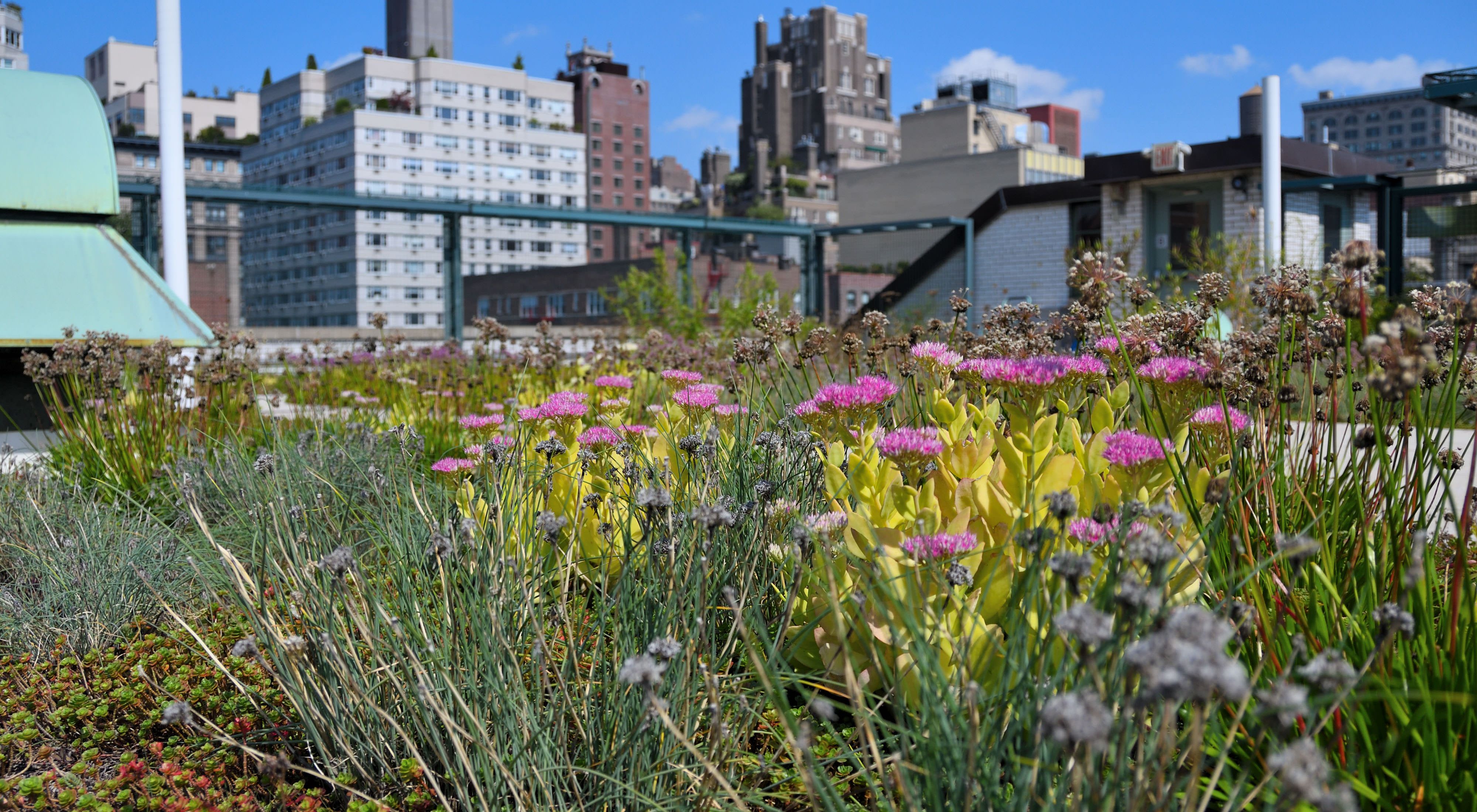 Green roof in New York City