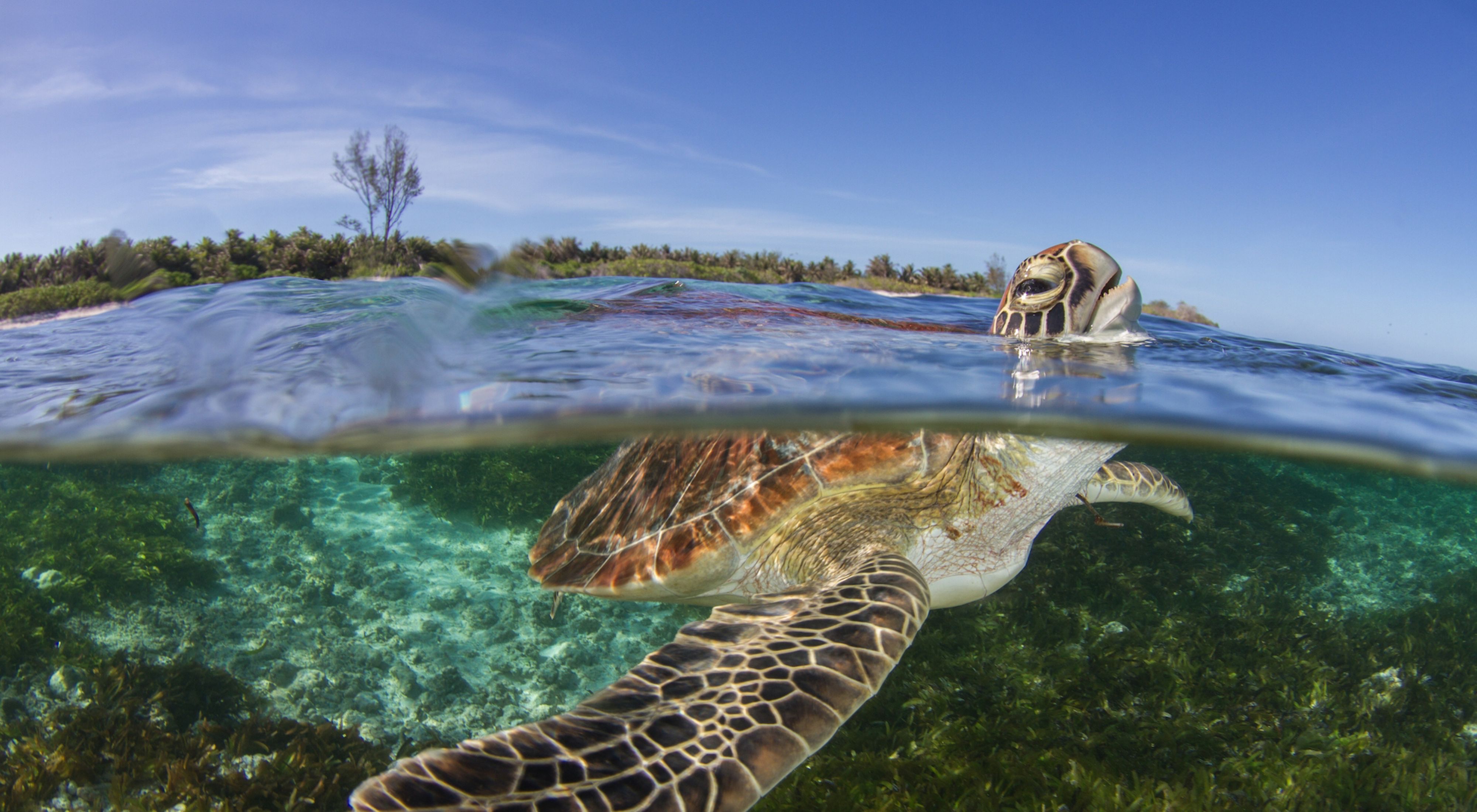 A young green turtle pauses from feeding on seagrass to take a breath of air, Bird Island, Seychelles.

