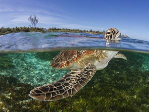 A young green turtle surfaces for a breath of air.