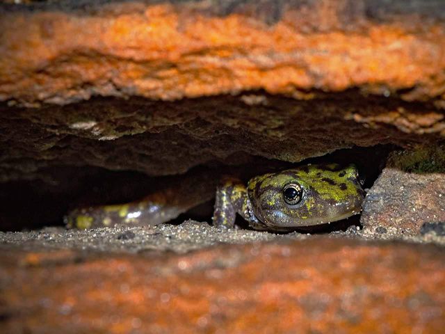 The salamander's face that is bright green with brown speckles peeks out from between two orange rocks.