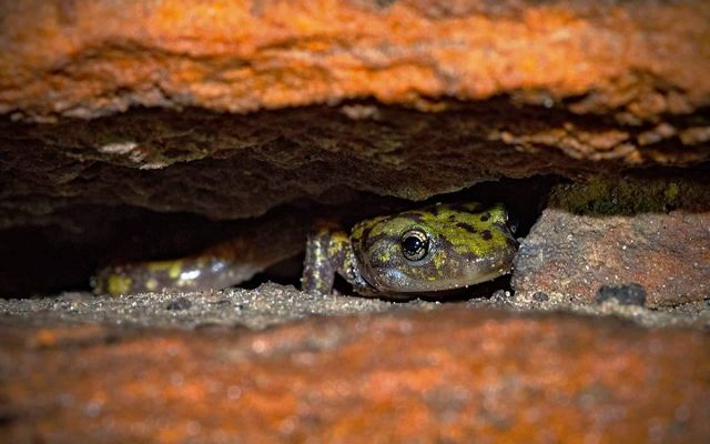 The head of a salamander peeks out from between two orange rocks.