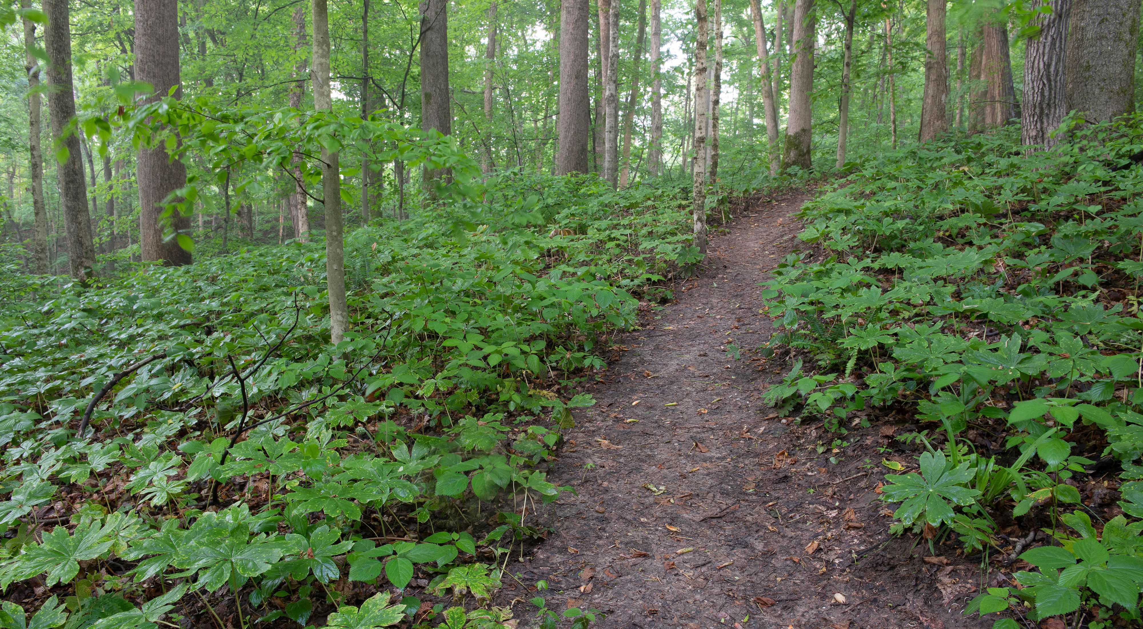 Walking path running through forest at Green's Bluff nature preserve.