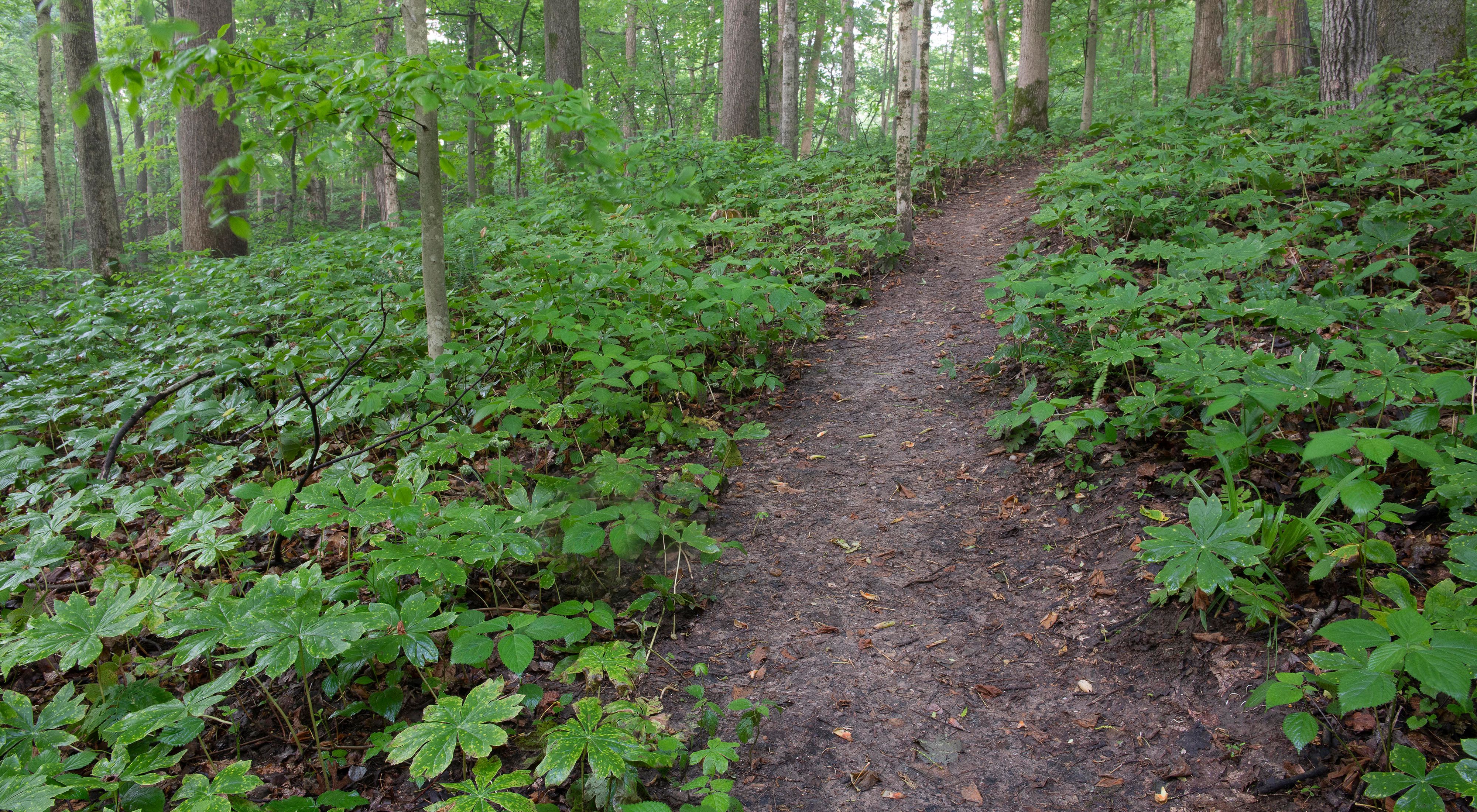 Trail runs through springtime plants in green forest.
