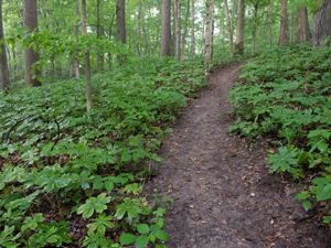 Hiking trail runs through healthy forest.