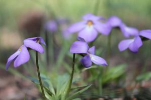 Purple wildflowers.