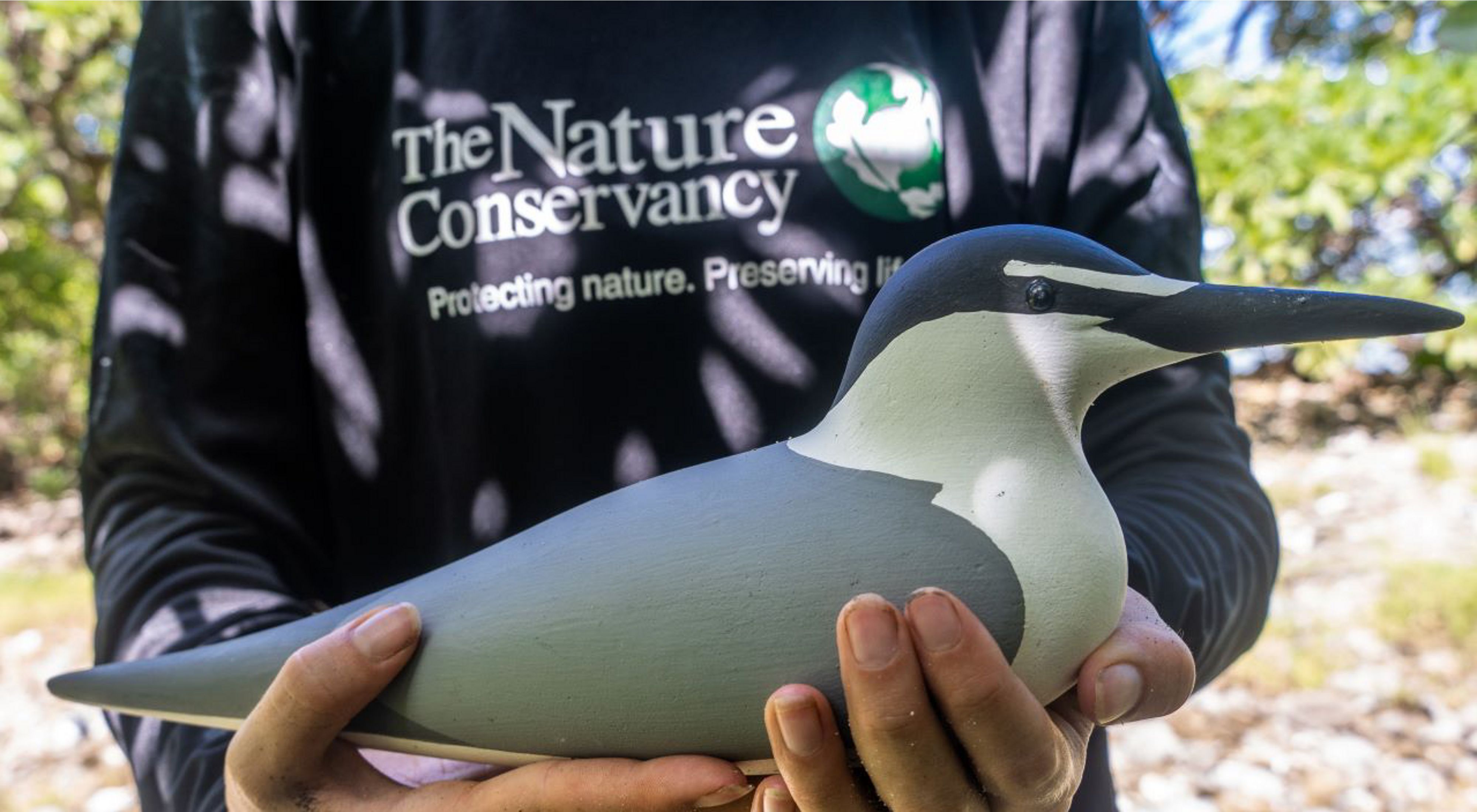 Person holding a grey backed tern decoy.