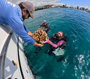 Members of the Hawai‘i Emergency Reef Restoration Network reattaching corals on Hawaiʻi island. 