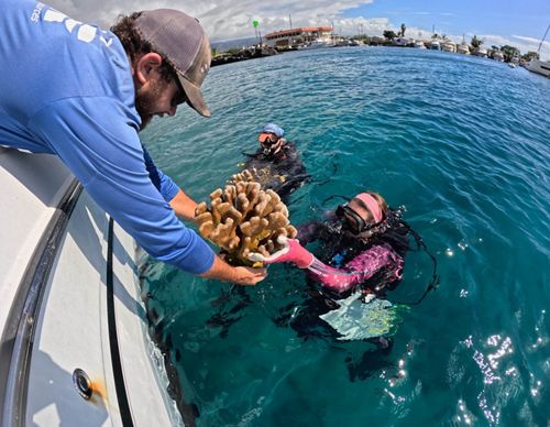 A person reaches over the edge of a boat and hands a large coral to another person in scuba gear who is in water next to the boat, while another person in scuba gear floats nearby.