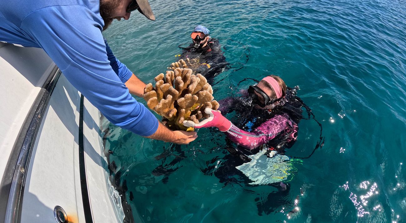 A person reaches over the edge of a boat and hands a large coral to another person in scuba gear who is in water next to the boat, while another person in scuba gear floats nearby.