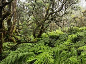 Lush green ferns line the Maui forest with trees reaching upwards and the sunlight peering through.