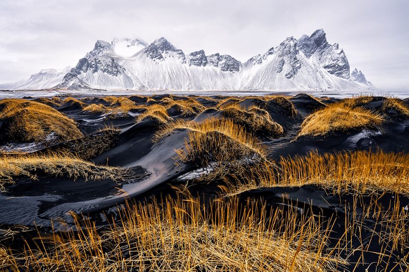 A landscape is seen with yellow grass on black sand in the foreground and snowy white-capped mountains in the background.