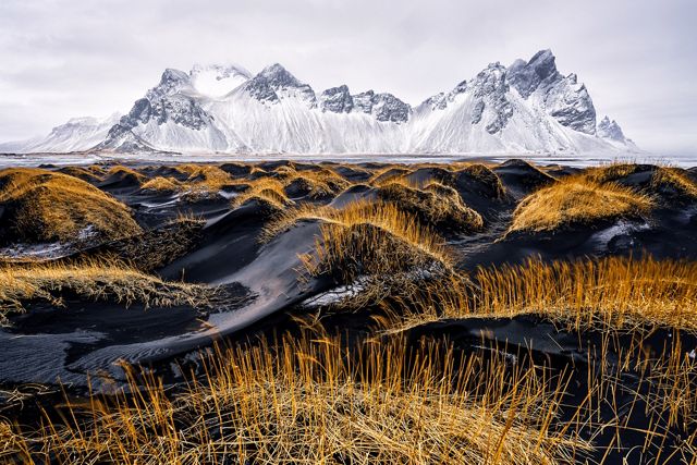 A landscape is seen with yellow grass on black sand in the foreground and snowy white-capped mountains in the background.