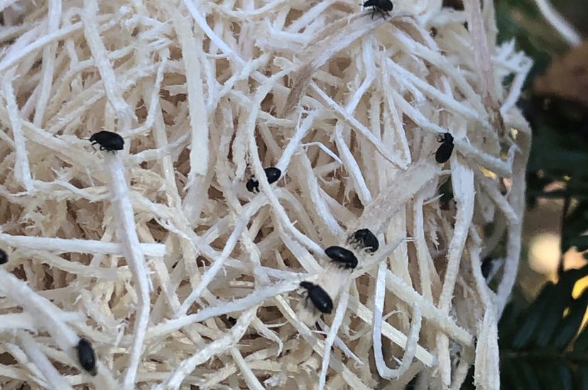 These small black, beetles (Laricobius nigrinus) on poplar wood shavings are tiny predators that eat hemlock woolly adelgids. They will be placed on Eastern hemlock. 