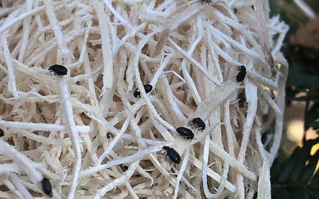 These small black, beetles (Laricobius nigrinus) on poplar wood shavings are tiny predators that eat hemlock woolly adelgids. They will be placed on Eastern hemlock. 