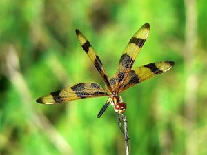 A Halloween pennant dragonfly is perched on a twig. 