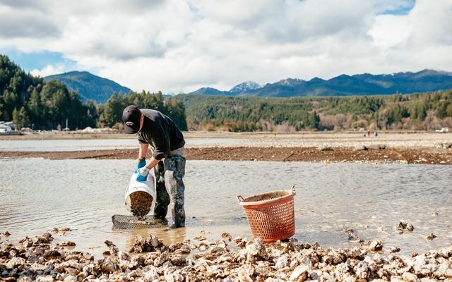 A person in waders stands in a shallow creek and pours oysters from a bucket into a mesh basket.