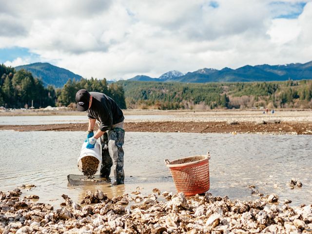 A man in shallow water pours oyster shells from a bucket.